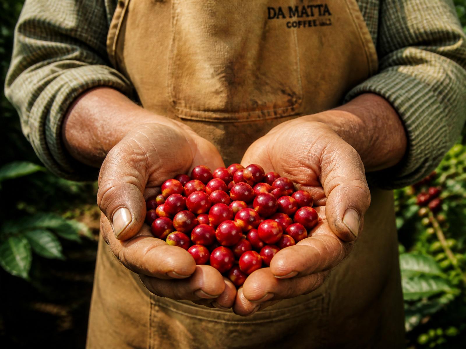 Mani di produttori brasiliani con chicchi di caffè verde appena raccolti